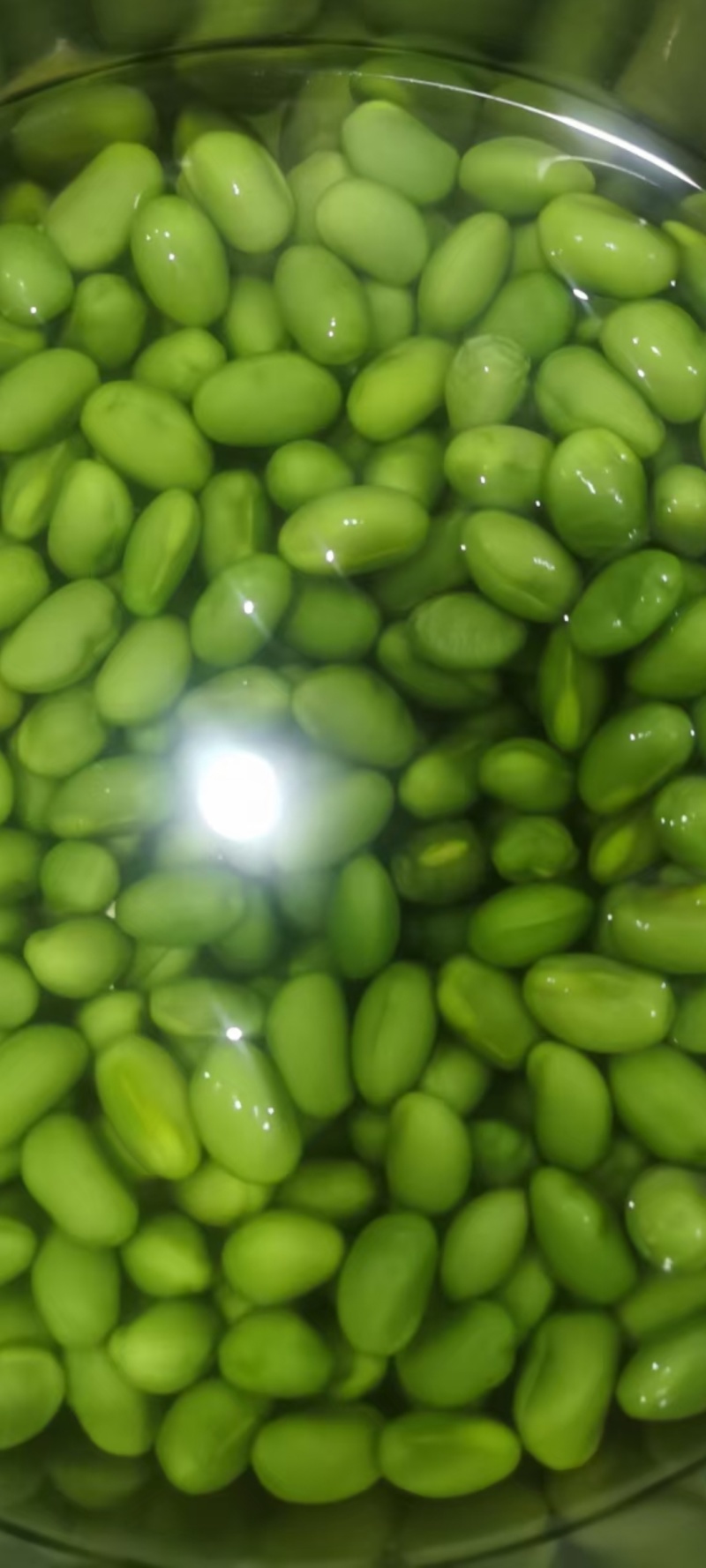 青豆，青豆芽苗菜专用货源充足量大从优诚信经营