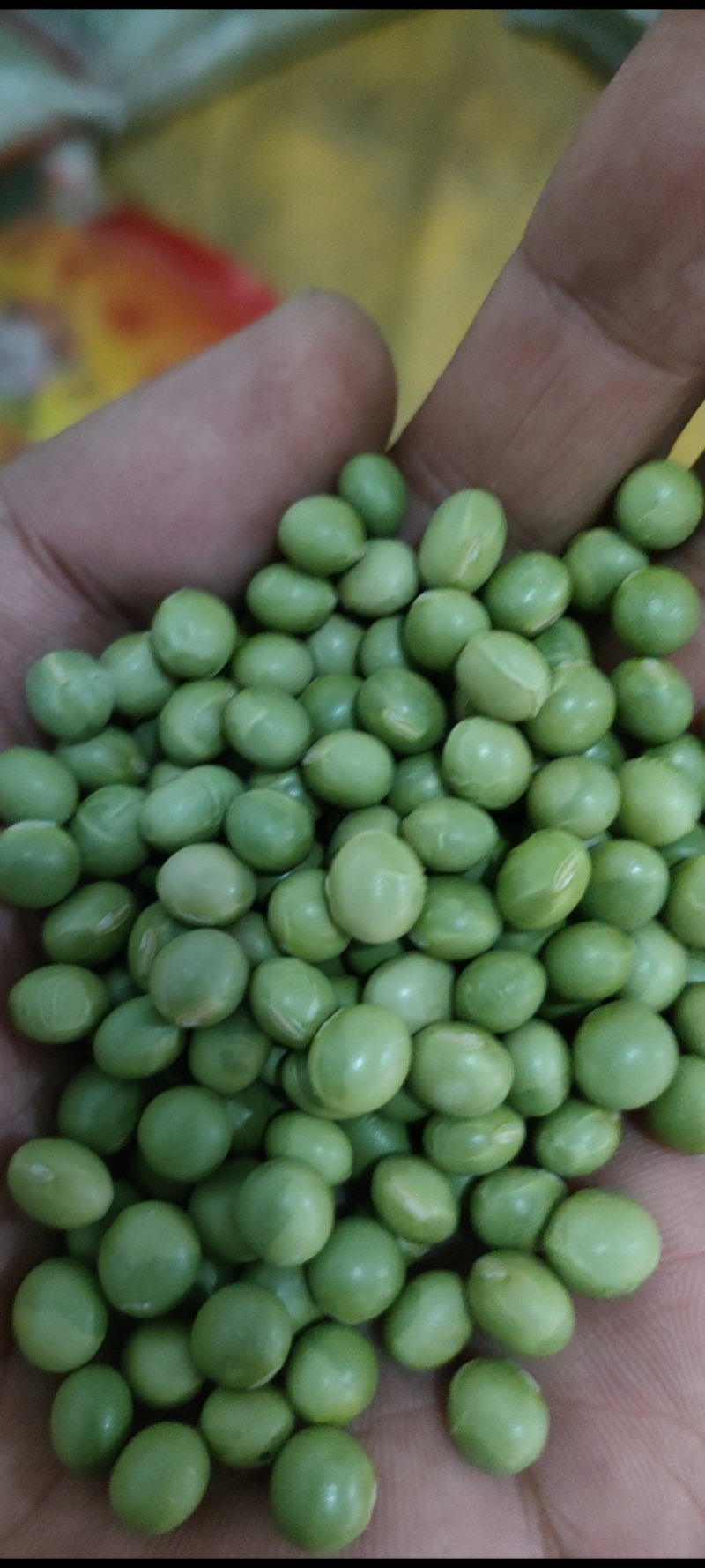 青豆，青豆芽苗菜专用货源充足量大从优诚信经营