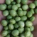 青豆,青豆芽苗菜专用货源充足量大从优诚信经营