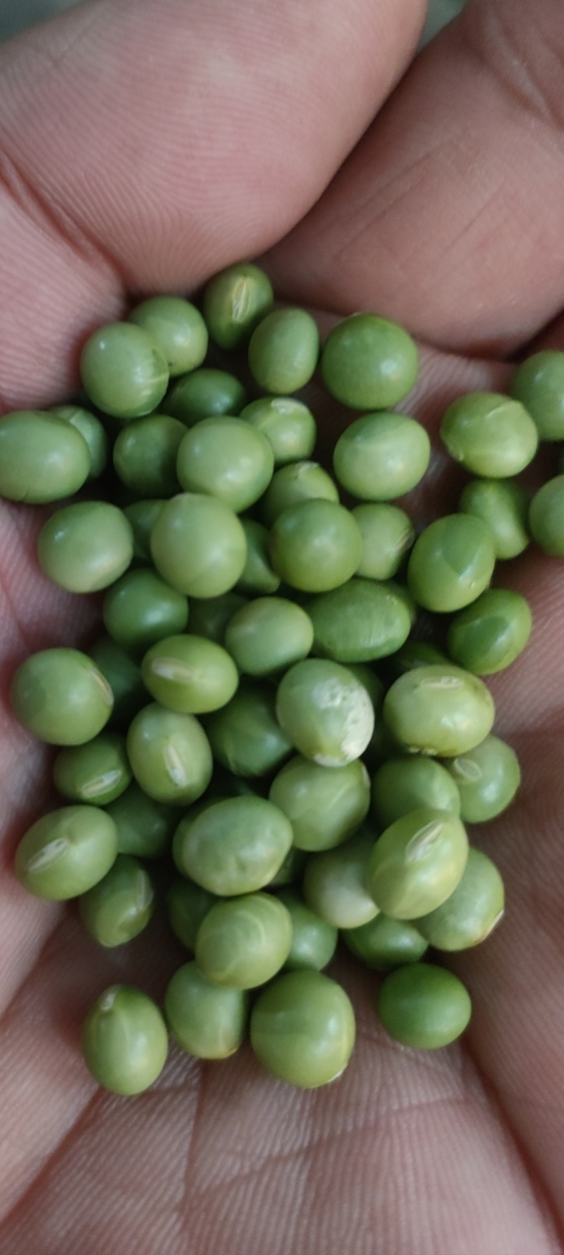 青豆，青豆芽苗菜专用货源充足量大从优诚信经营