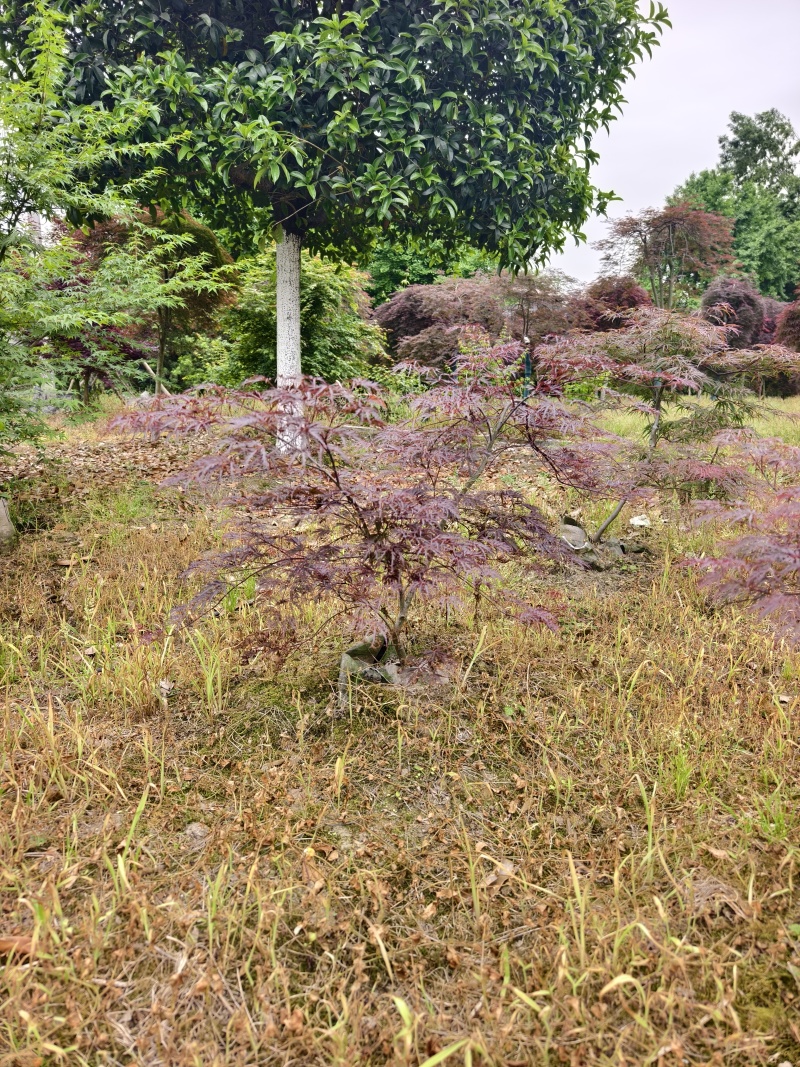 石榴红羽毛枫成活率高价格优惠品质保证欢迎来电洽谈