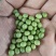 青豆,青豆芽苗菜专用货源充足量大从优诚信经营