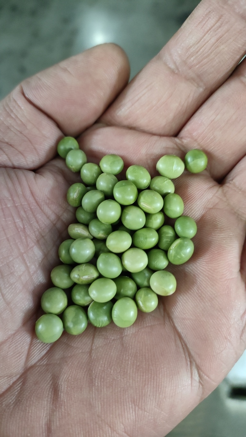 青豆，青豆芽苗菜专用货源充足量大从优诚信经营