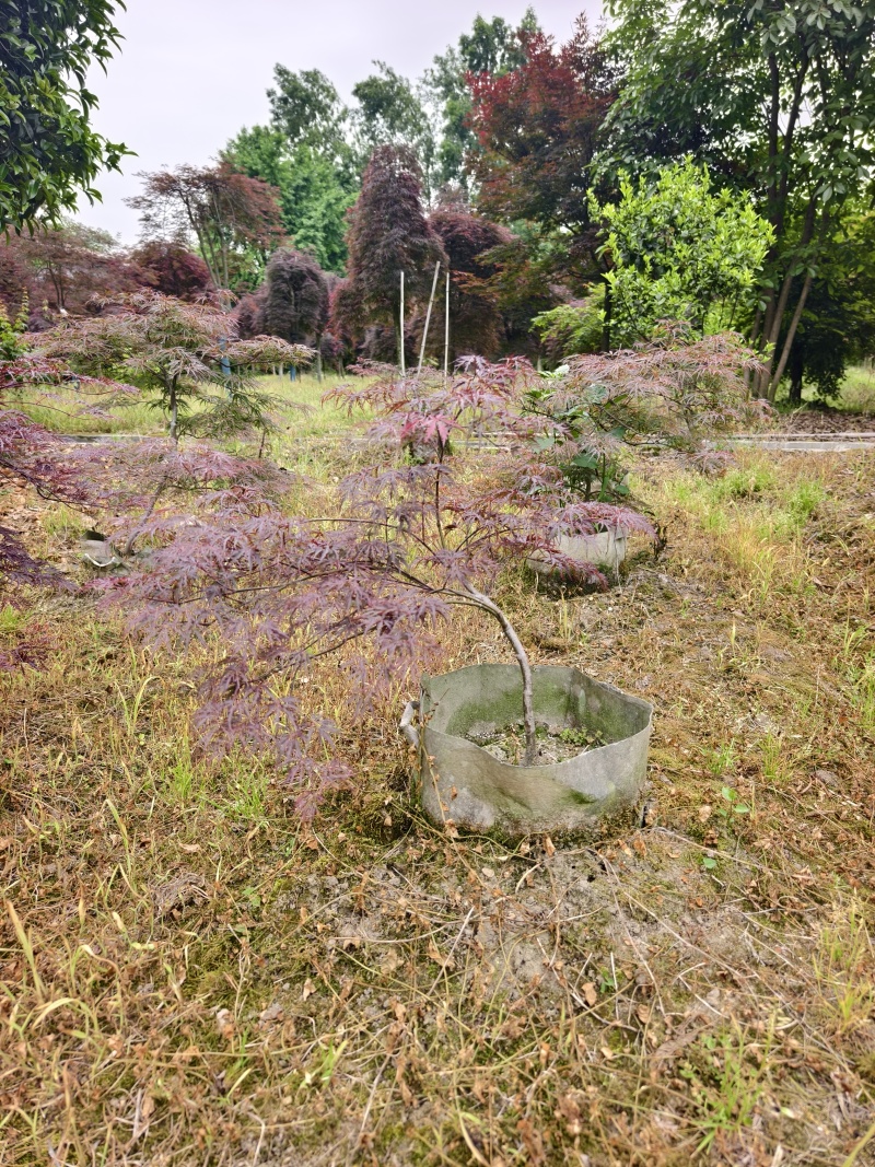 石榴红羽毛枫成活率高价格优惠品质保证欢迎来电洽谈