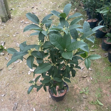 四季桂花浓香型盆栽花卉好养树苗室内外阳台盆栽好养桂花树苗