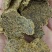 棉籽饼，蛋白30，脂肪7个，育肥效果好，全国发货。