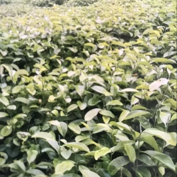 深山含笑杯苗：邹家苗圃大量有大小不一的深山含笑树