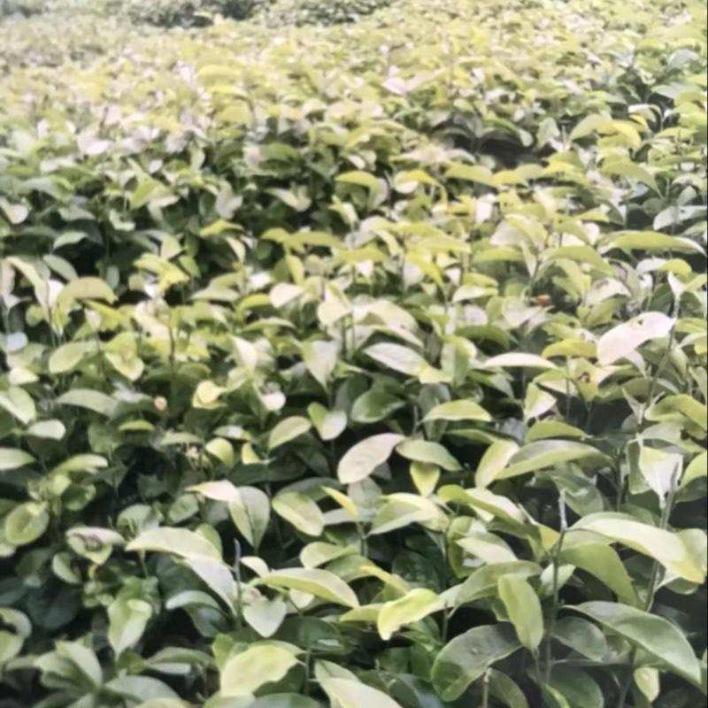 深山含笑杯苗：邹家苗圃大量有大小不一的深山含笑树