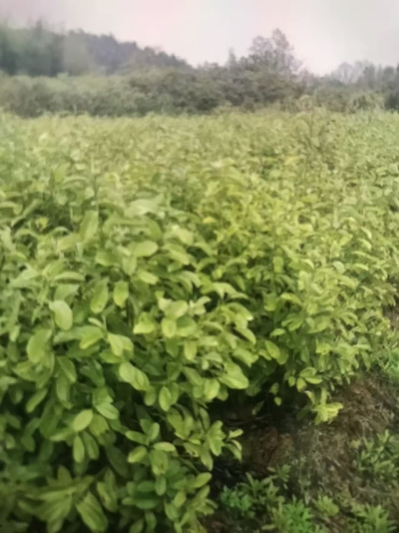 深山含笑杯苗：邹家苗圃大量有大小不一的深山含笑树