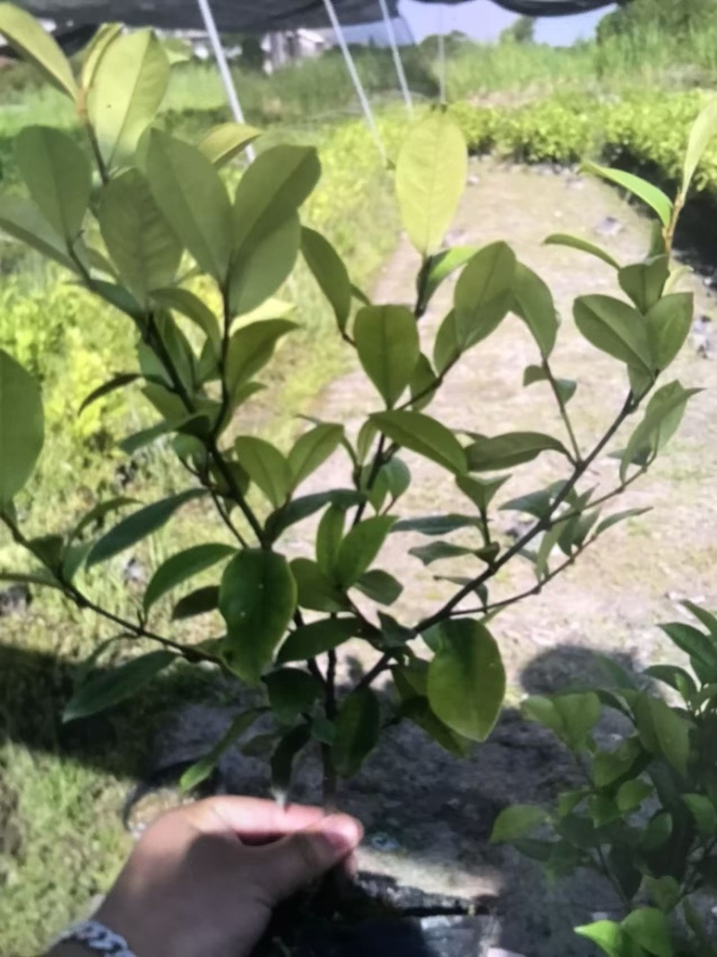 深山含笑杯苗：邹家苗圃大量有大小不一的深山含笑树