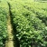 深山含笑杯苗：邹家苗圃大量有大小不一的深山含笑树