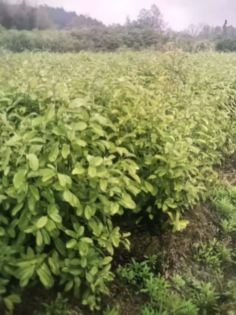 深山含笑杯苗：邹家苗圃大量有大小不一的深山含笑树