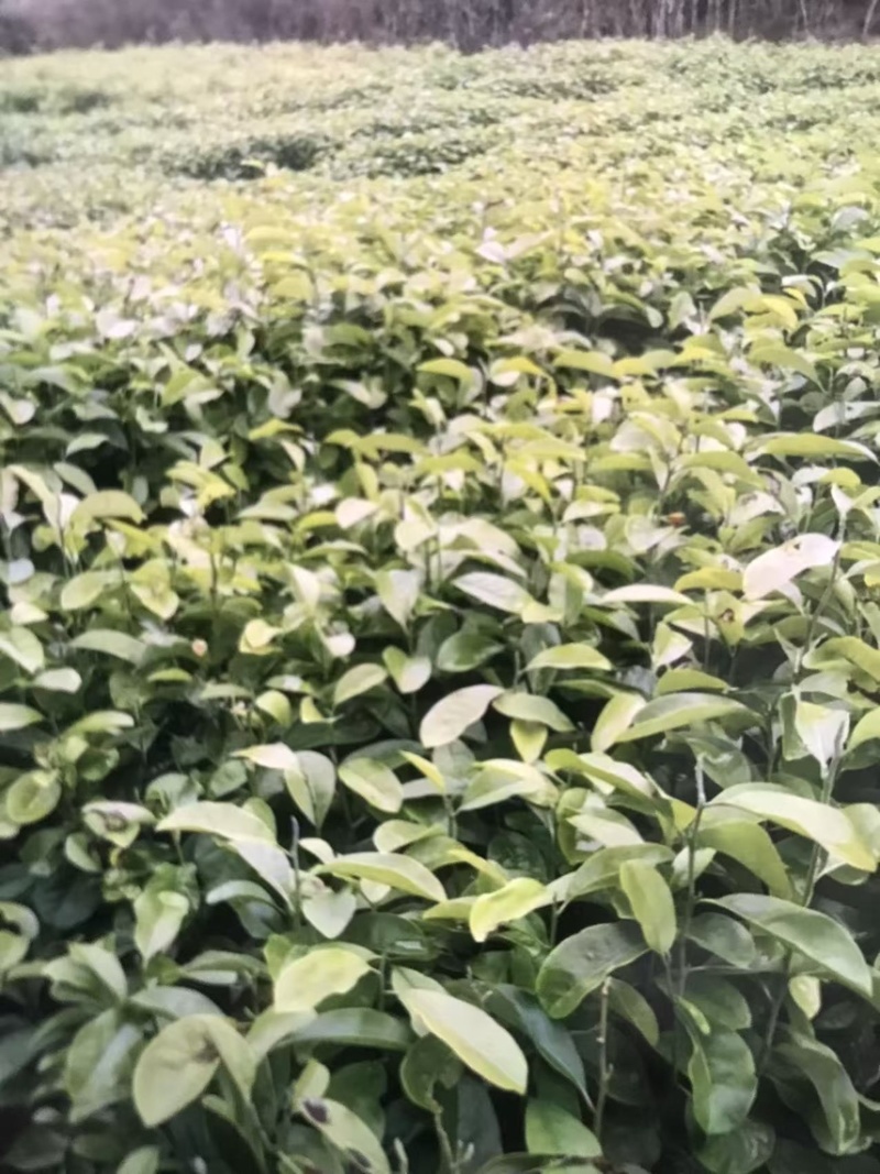 深山含笑杯苗：邹家苗圃大量有大小不一的深山含笑树