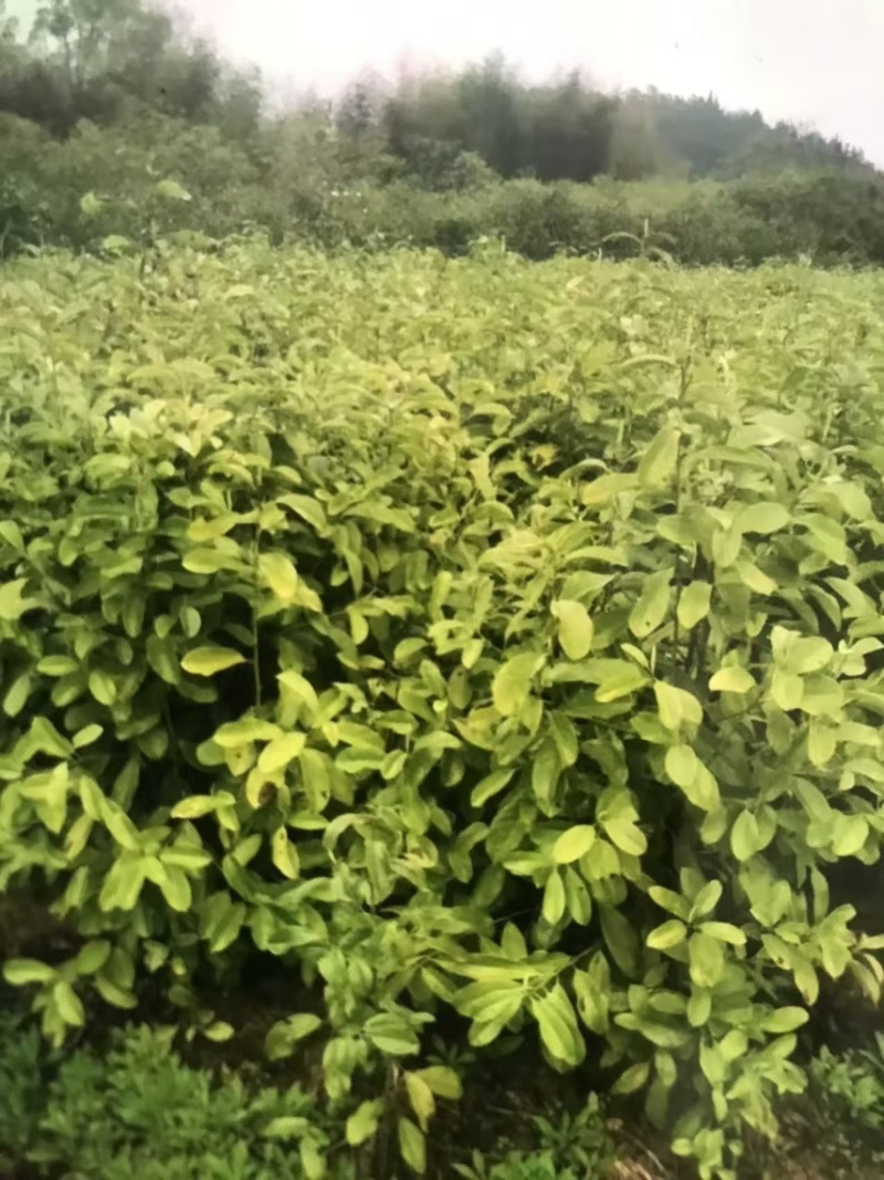 深山含笑杯苗：邹家苗圃大量有大小不一的深山含笑树