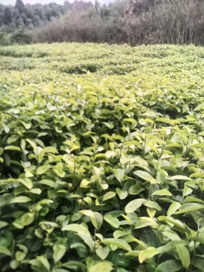 深山含笑杯苗：邹家苗圃大量有大小不一的深山含笑树