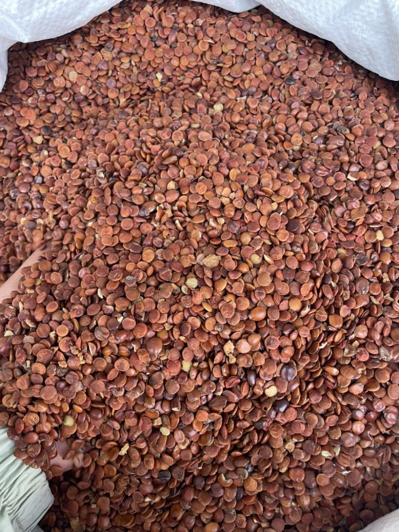 源头直供枣仁大量现货可零售批发质量保证欢迎订购