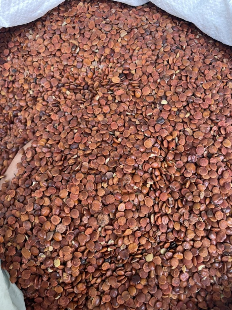 源头直供枣仁大量现货可零售批发质量保证欢迎订购