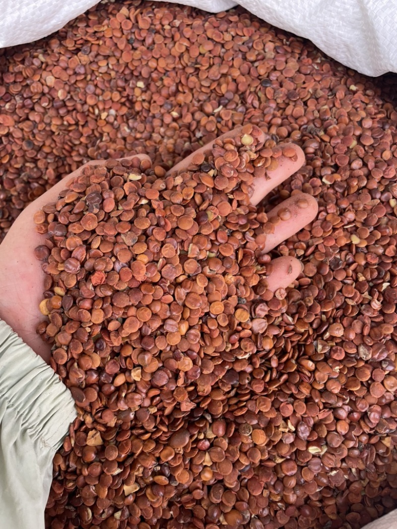源头直供枣仁大量现货可零售批发质量保证欢迎订购