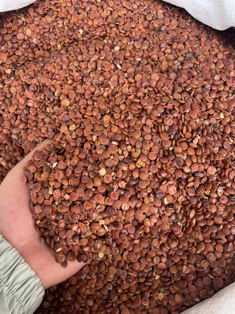 源头直供枣仁大量现货可零售批发质量保证欢迎订购