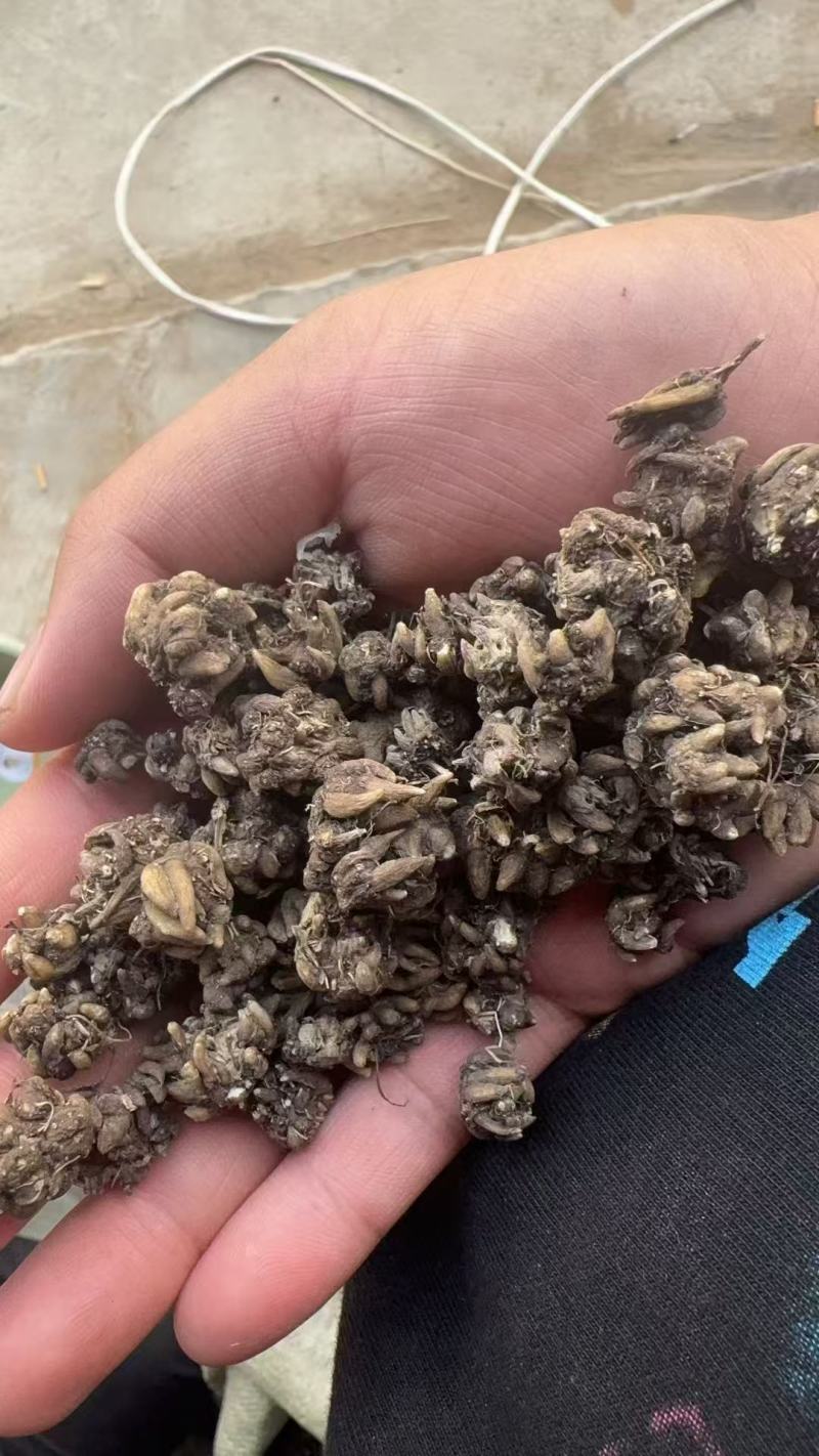 正宗猫抓草。