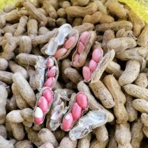 鲜花生，大量供应市场、超市、电商，（产地直销），现摘现发