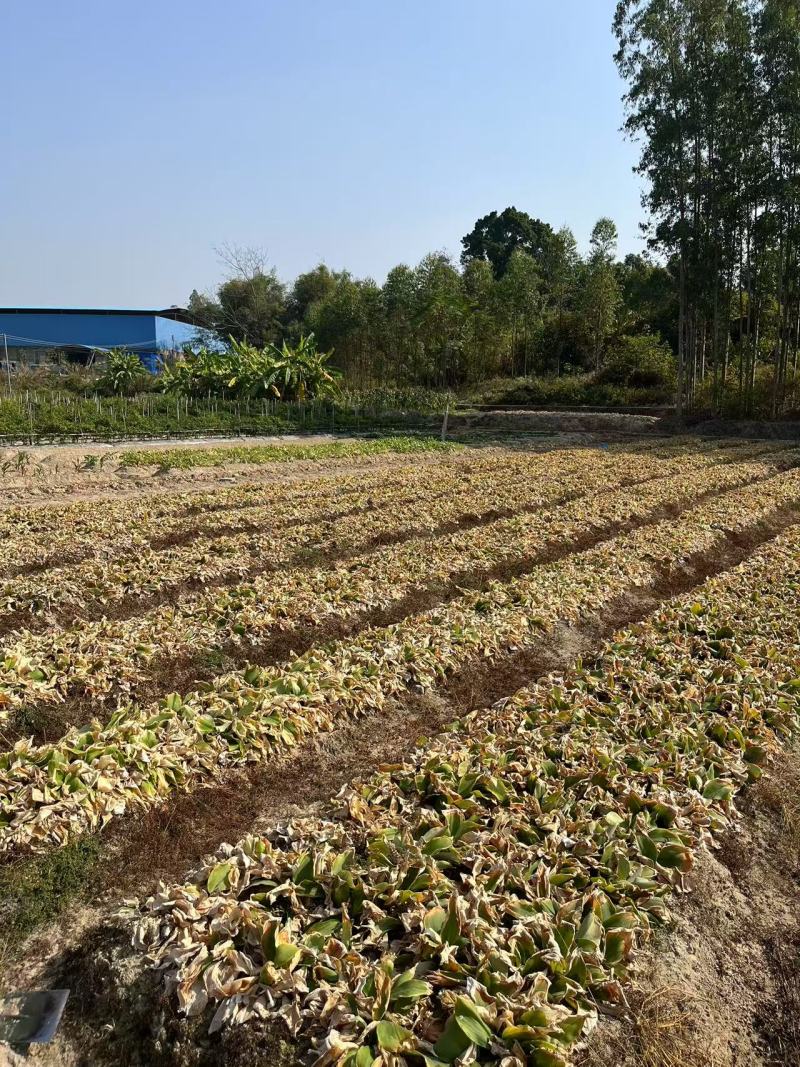 广东沙姜山奈现货供应市场货排姜正宗沙姜新鲜批发