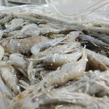 活冻速冻淡水小河虾确保鲜度常年大量有货批发