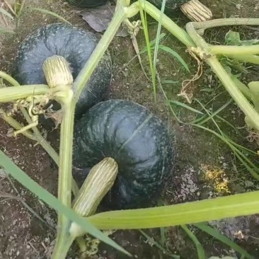 贝贝南瓜