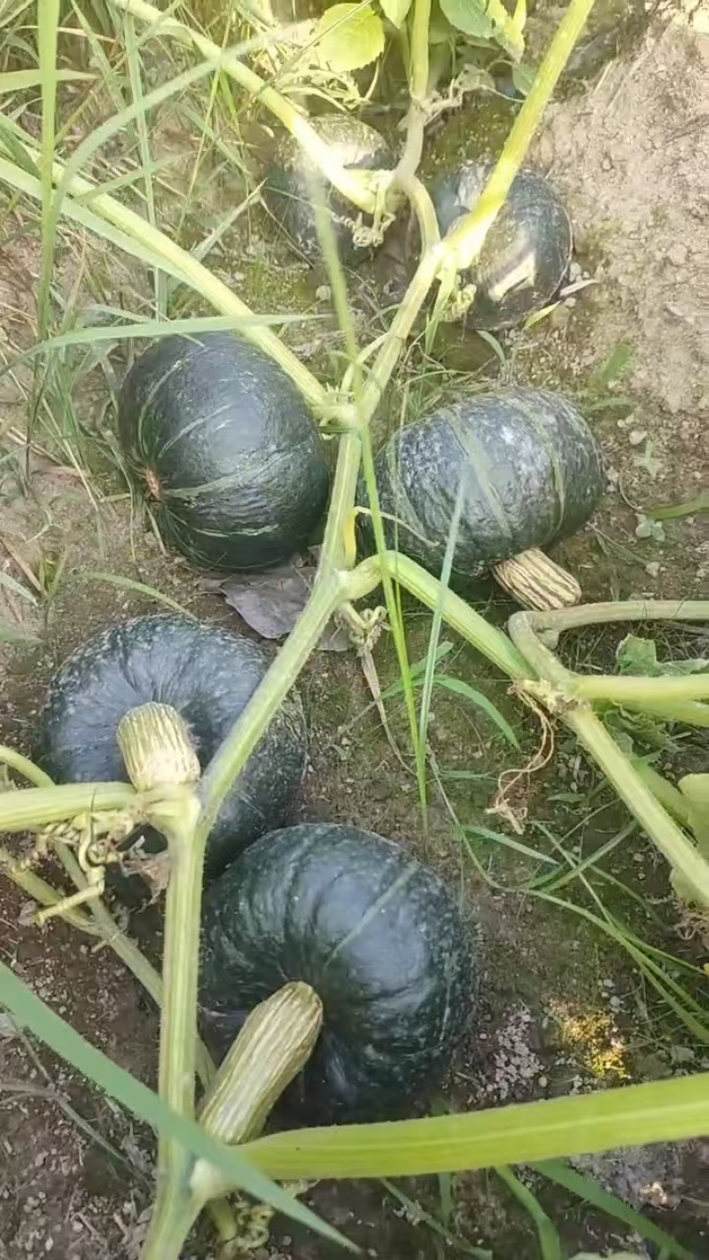 贝贝南瓜