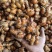 广东沙姜粤菜必备正宗沙姜新鲜沙姜沙姜白切火锅蘸料