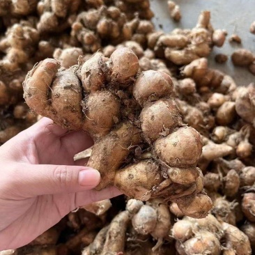 （牛)广东沙姜粤菜必备，产地直发新鲜发货，量大从优