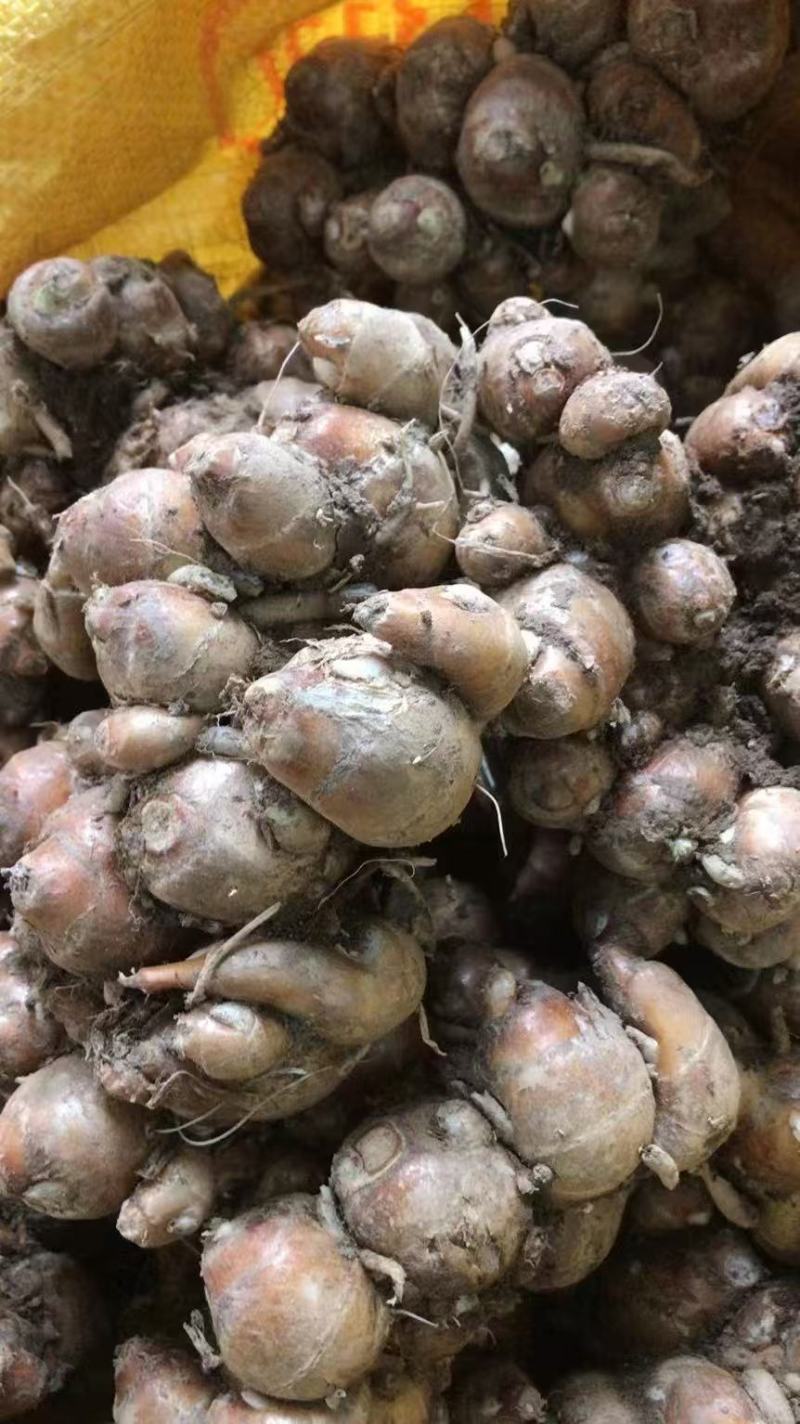 （牛)广东沙姜粤菜必备，产地直发新鲜发货，量大从优