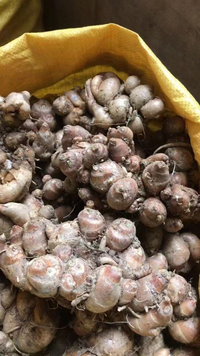 （牛)广东沙姜粤菜必备，产地直发新鲜发货，量大从优
