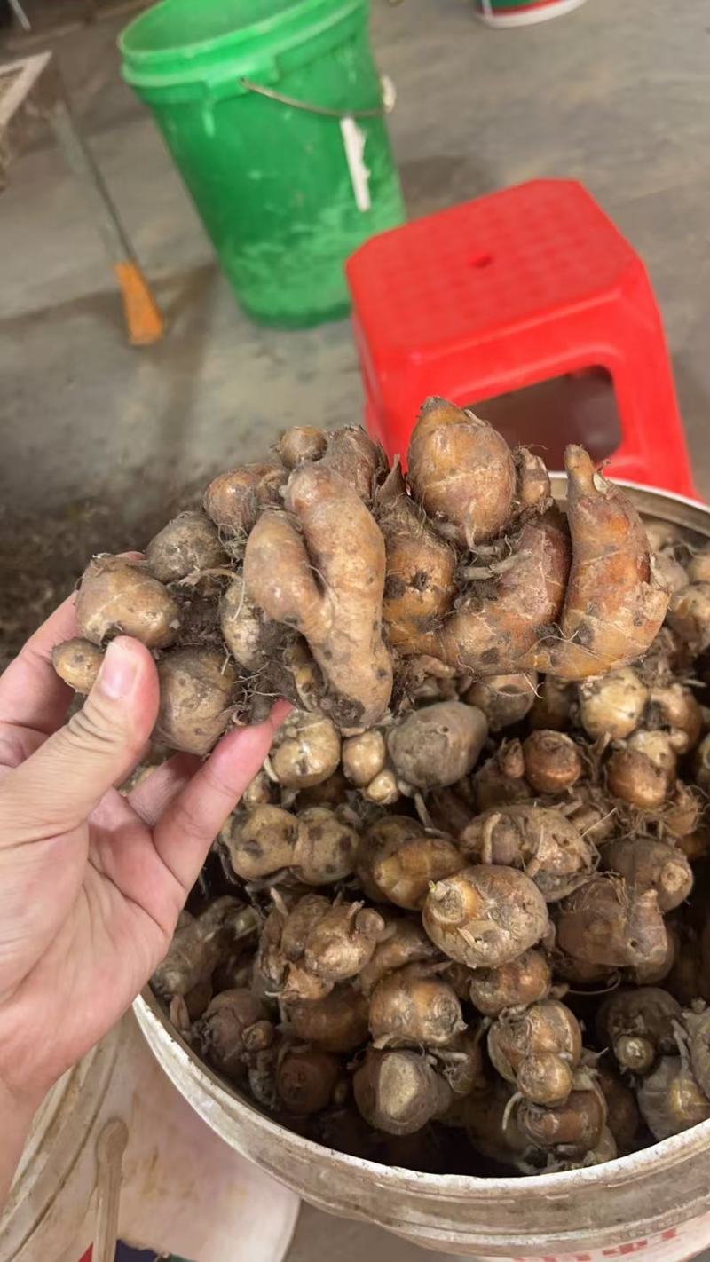 （牛)广东沙姜粤菜必备，产地直发新鲜发货，量大从优