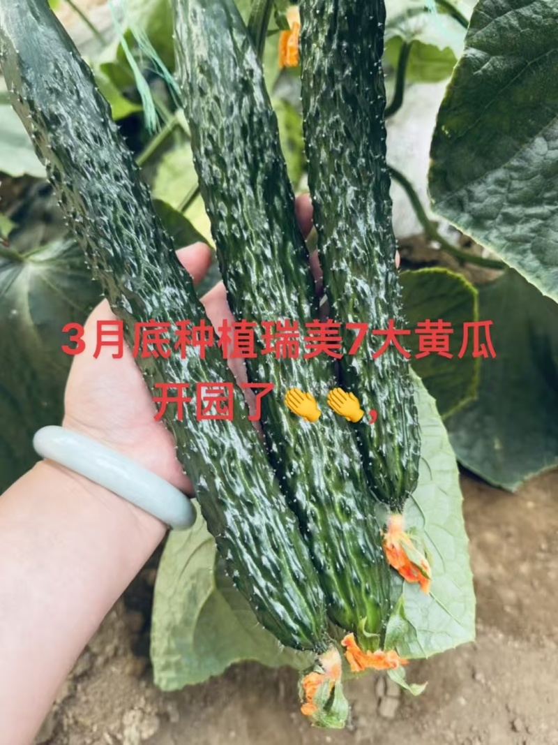 瑞美七号优质黄瓜苗油亮顺直精品黄瓜苗全国发货
