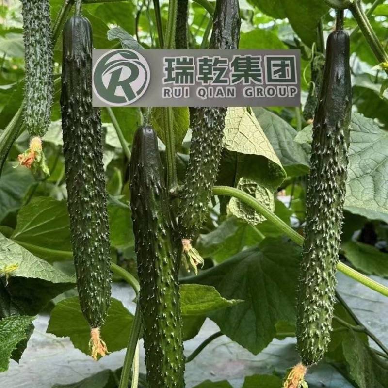 瑞美七号优质黄瓜苗油亮顺直精品黄瓜苗全国发货