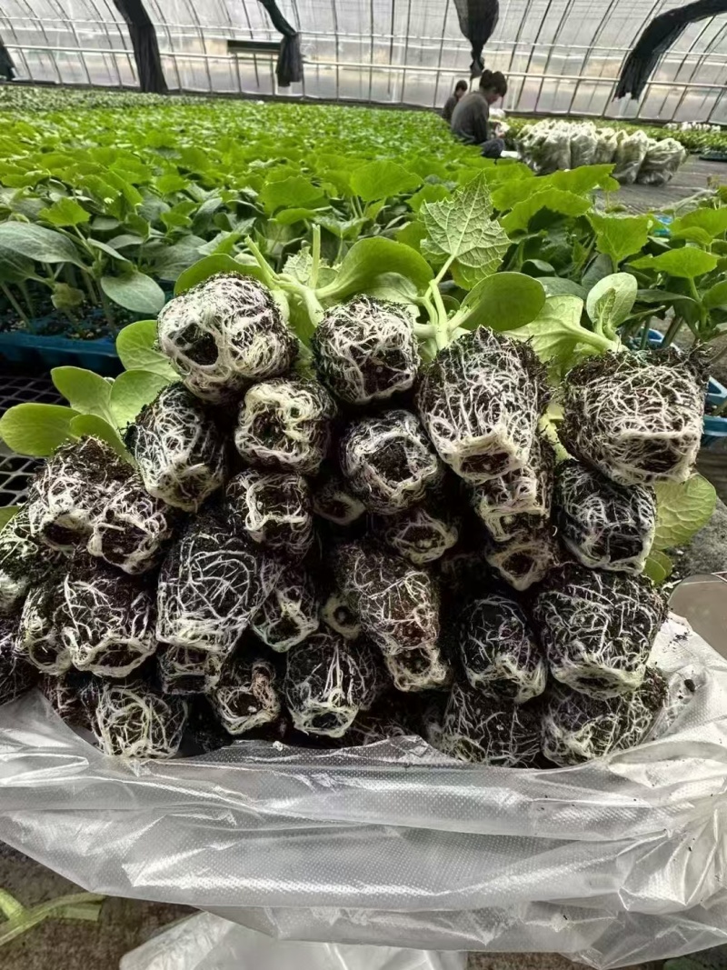 黄瓜苗瑞林一号乾德197密刺大黄瓜苗存活率高