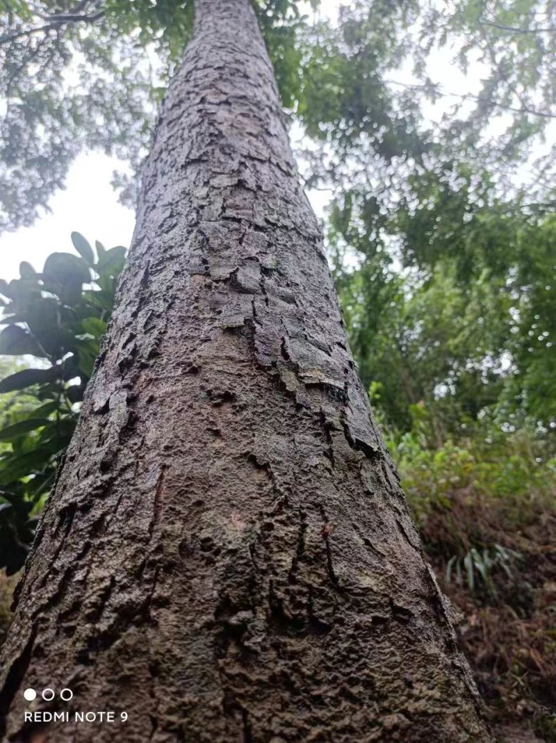 海南黄花梨20直接过分宽