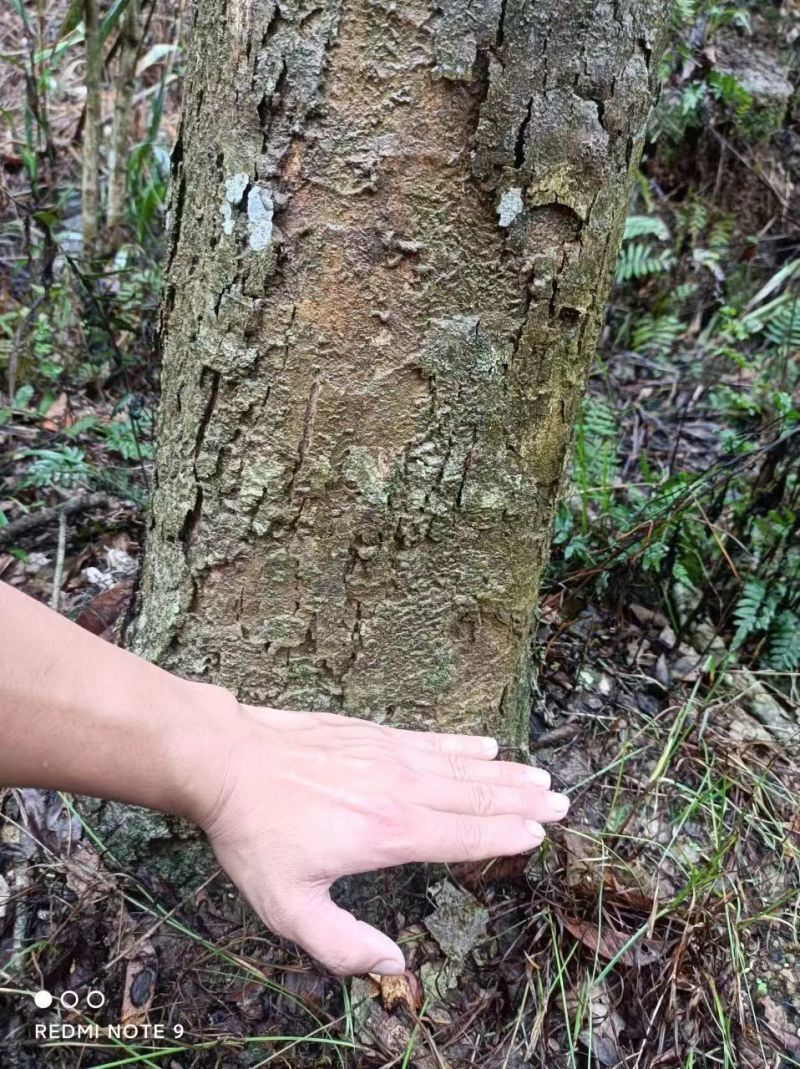 海南黄花梨20直接过分宽