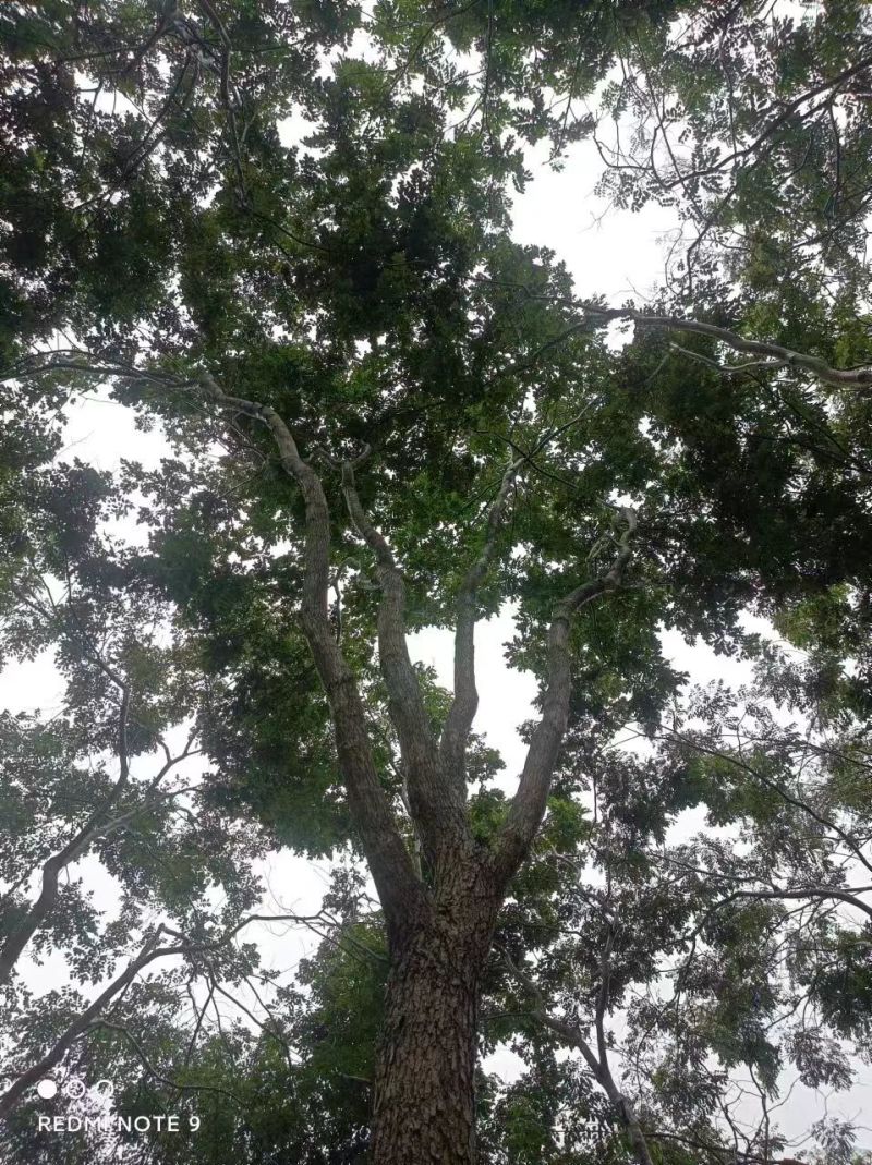 海南黄花梨20直接过分宽