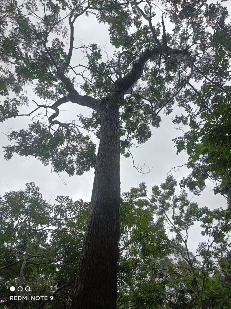 海南黄花梨20直接过分宽