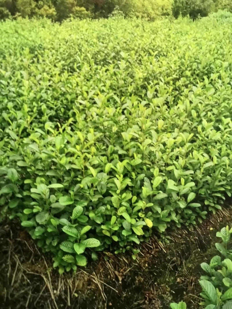 江南桤木苗：奉新县邹家苗圃基地供应大小不等的桤木