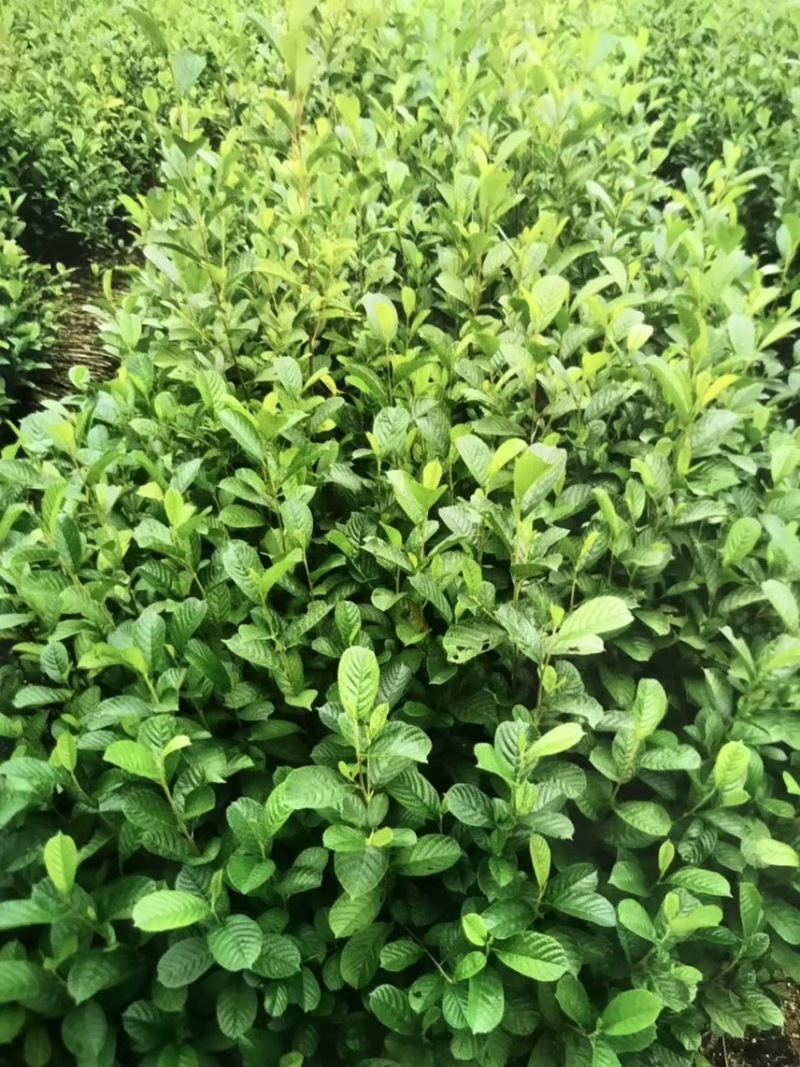 江南桤木苗：奉新县邹家苗圃基地供应大小不等的桤木