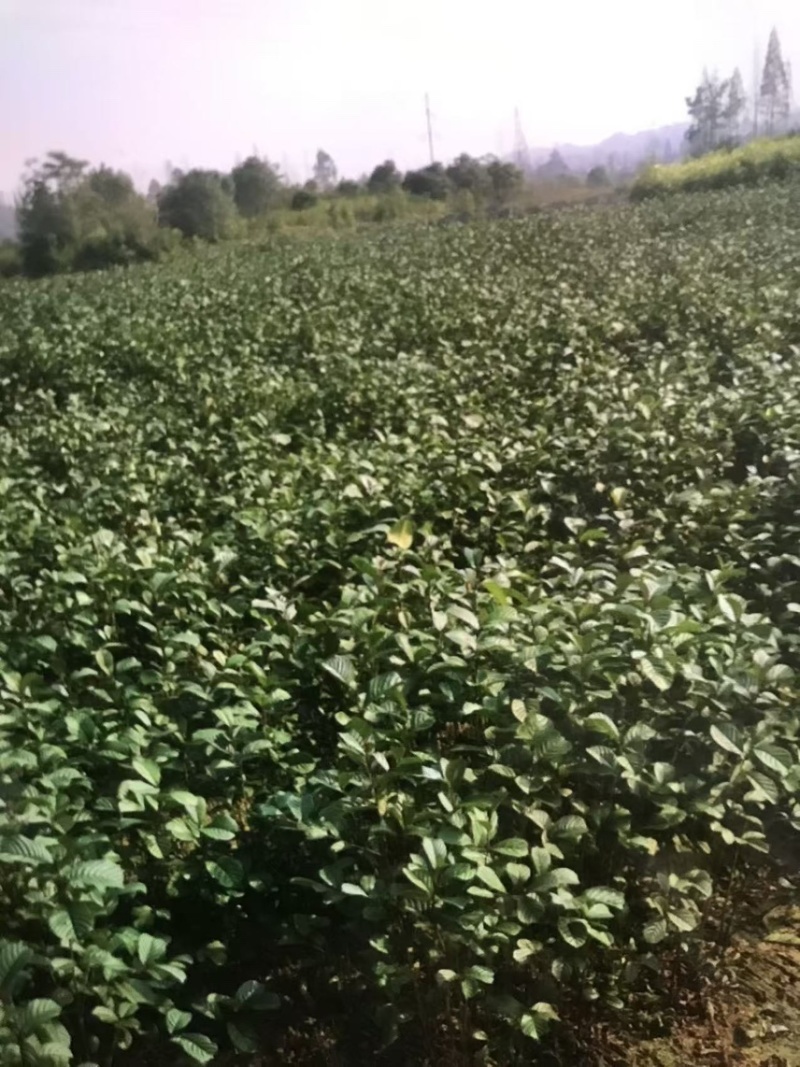 江南桤木苗：奉新县邹家苗圃基地供应大小不等的桤木