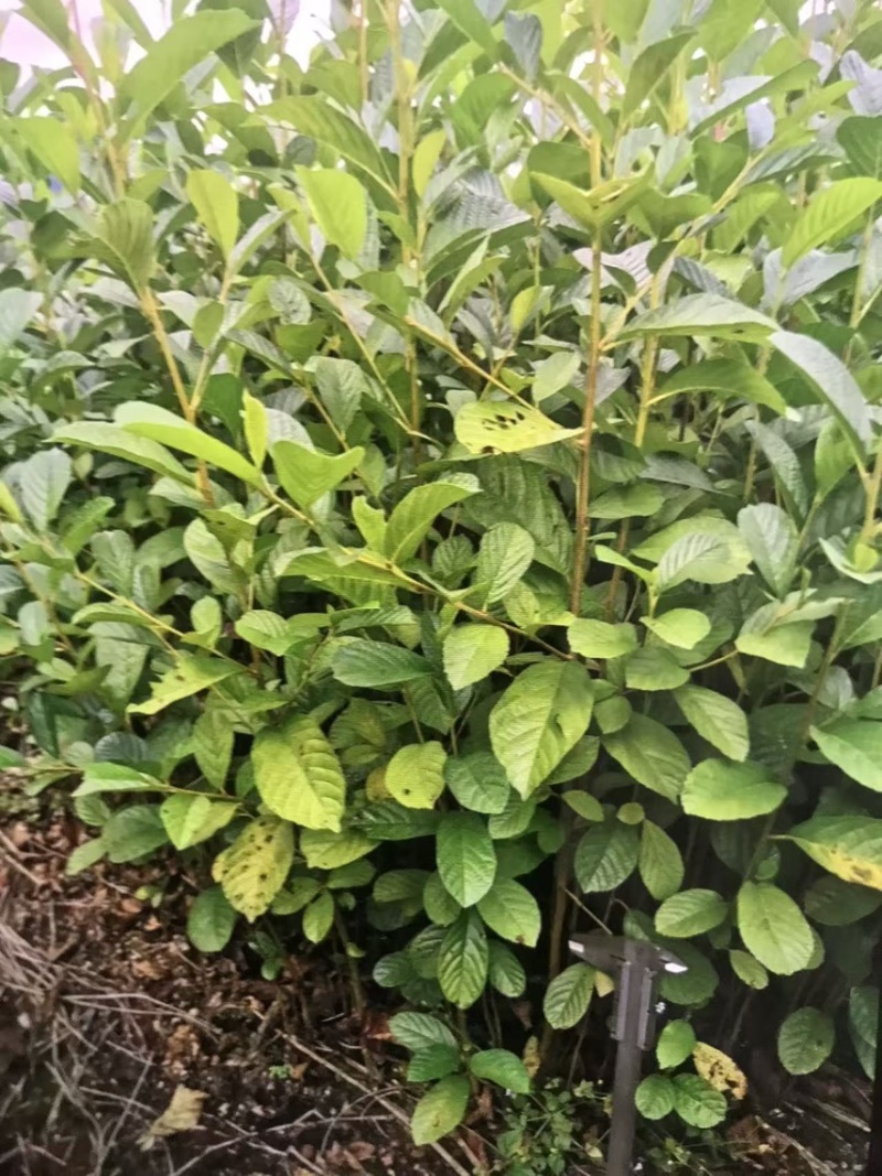 江南桤木苗：奉新县邹家苗圃基地供应大小不等的桤木