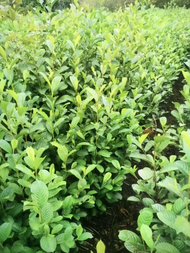 江南桤木苗：奉新县邹家苗圃基地供应大小不等的桤木