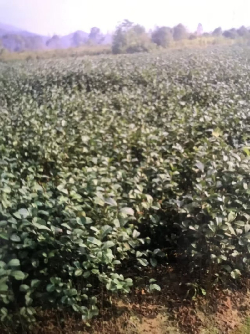 江南桤木苗：奉新县邹家苗圃基地供应大小不等的桤木