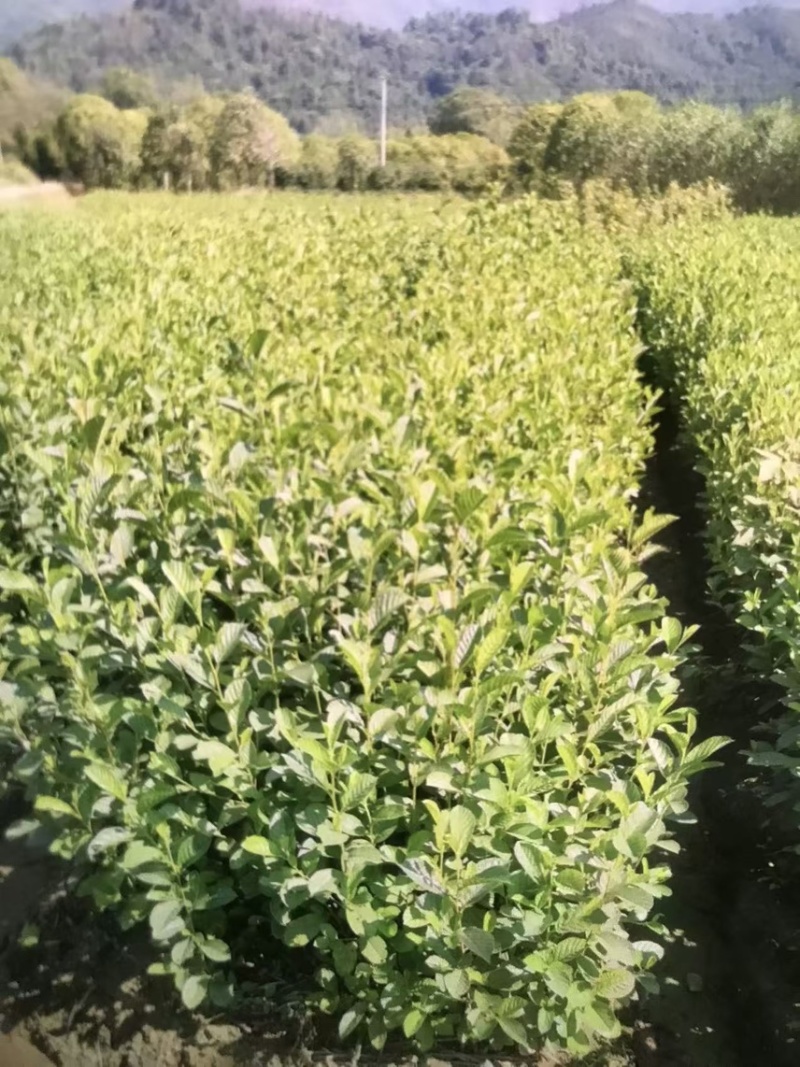 江南桤木苗：奉新县邹家苗圃基地供应大小不等的桤木
