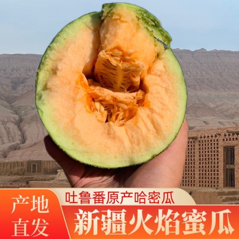 新疆西州蜜17号哈密瓜，产地一手货源对接全国市场电商平台