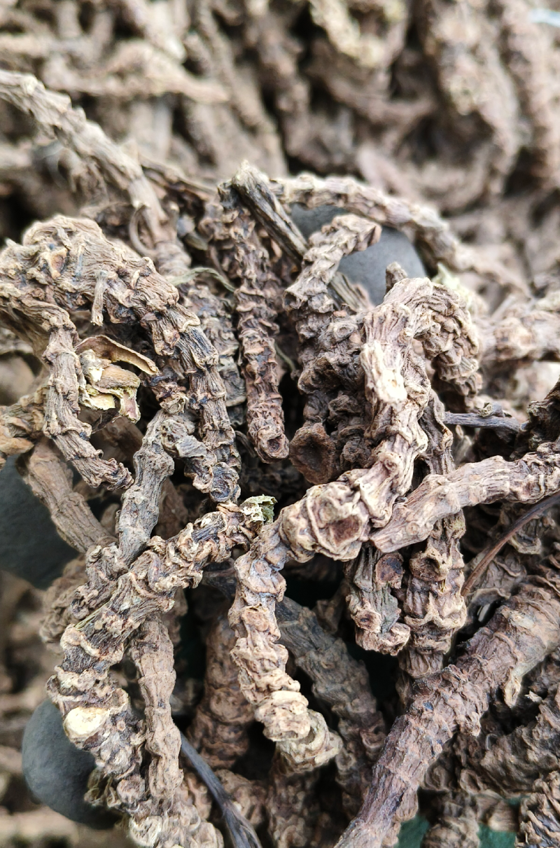 马蹄香杜衡云南昆明官渡区新鲜杜衡中药材根茎批发